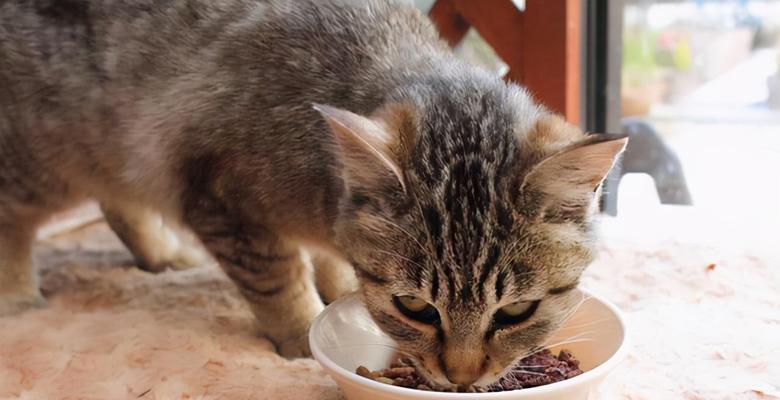 猫咪能否食用含盐食物（探究猫咪食盐的影响和应对方案）