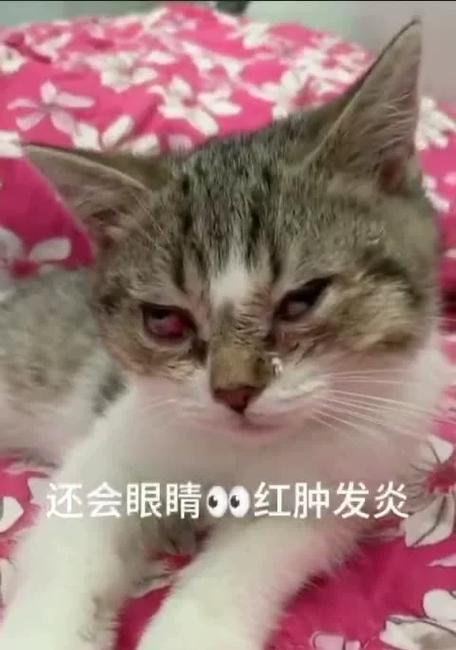 猫咪能否吃阿莫西林（以宠物为主）