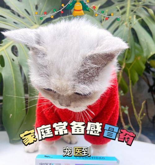 猫咪感冒药全解析（宠物也能吃的人类感冒药）