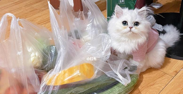 猫咪的蔬菜食谱（以健康为主）