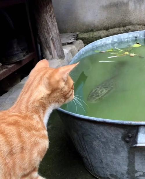 宠物猫能吃生泥鳅鱼吗（宠物猫饮食的健康需求和安全问题）