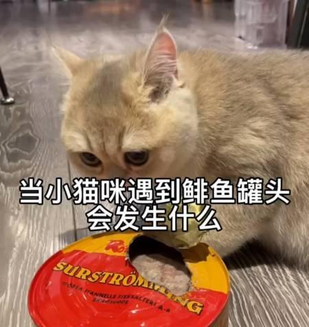 猫咪能吃鲱鱼罐头吗（探讨宠物饮食健康的秘诀）