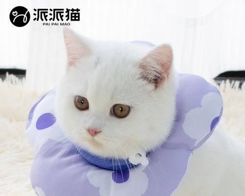 猫咪绝育流产，该如何选择（了解绝育和流产）