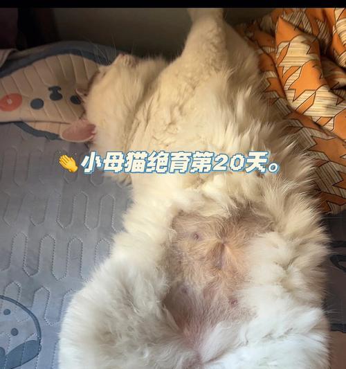 宠物猫咪为什么尿道倒不进去（揭开猫咪生理机能的谜团）