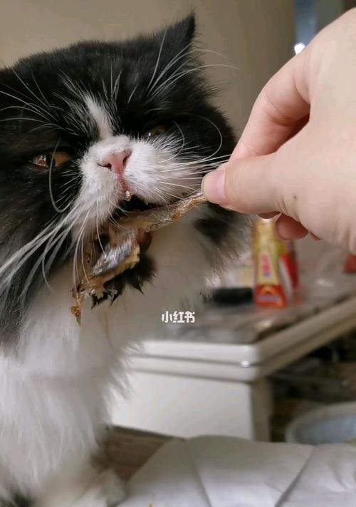 猫咪呕吐与食欲不振——如何帮助你的宠物恢复健康（以宠物为主）