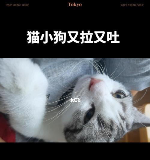 猫咪呕吐拉稀，怎么办（一位宠物爱好者的实用指南）