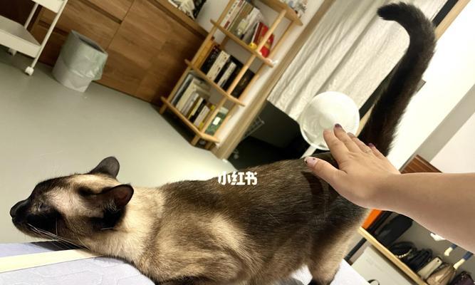 宠物猫咪“屁股控”（揭开猫咪“屁股控”的奥秘）