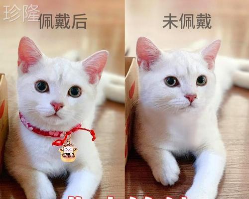 猫咪跑出去了该怎么办（宠物走失必须知道的应对措施）