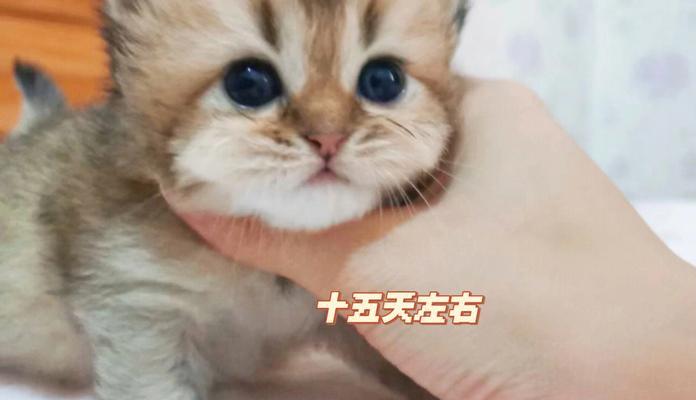 宠物猫咪的怀孕历程（以猫咪配完几天为起点）