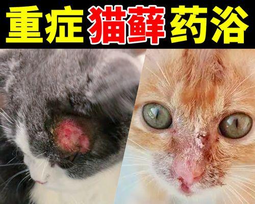 探究猫咪皮肤溃烂的原因与治疗（宠物的健康需要我们的关注与呵护）