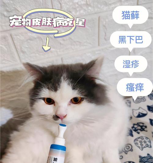 宠物猫咪皮炎的治疗方法（掌握科学护理）