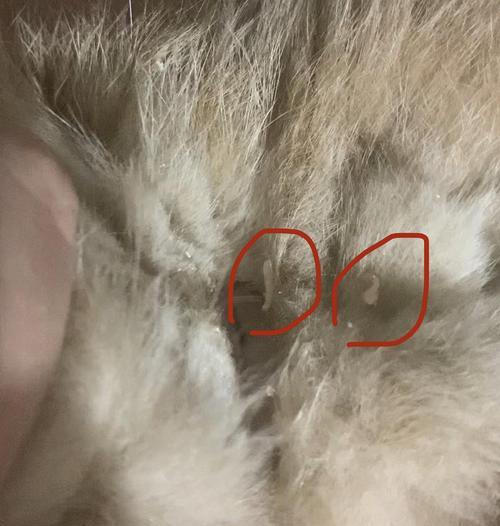 猫咪屁股红，小心引起的疾病（了解猫咪屁股红的原因及预防方法）