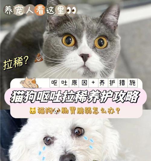 如何通过喂益生菌缓解猫咪频繁呕吐问题（宠物养护之道）