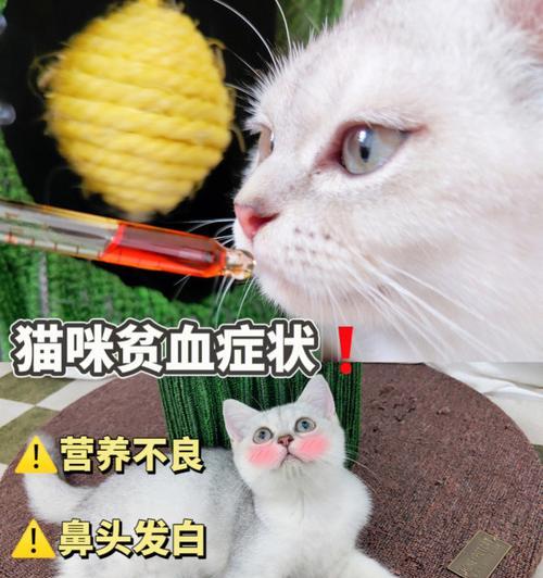 猫咪贫血，如何保护你的宠物（常见药物推荐）