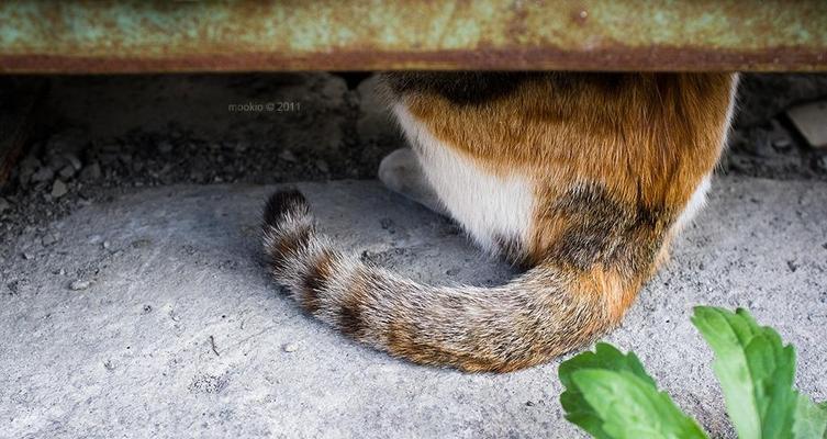 猫咪的尾巴语言之轻拍（揭秘猫咪的尾巴语言）