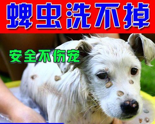 猫咪驱虫打疫苗，让宠物健康无忧（掌握正确方法）