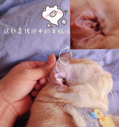 宠物猫咪驱虫后突然行动迟缓的原因（猫咪驱虫后行动迟缓的症状和处理方法）