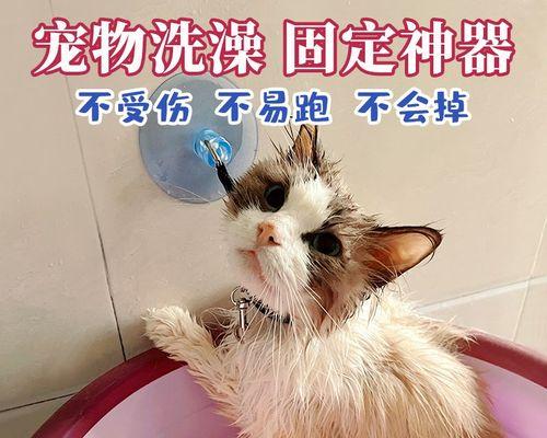 猫咪驱虫后几天可以洗澡（宠物护理的必修课）