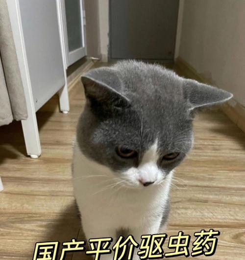 如何应对猫咪驱虫后不吃东西的问题（宠物饮食失调）