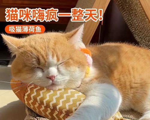 如何解决宠物猫咪缺营养问题（补充营养）