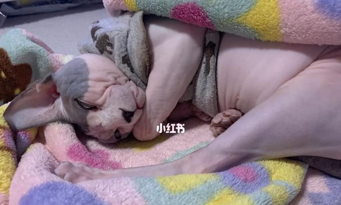 猫咪人工哺乳的完美指南（宠物繁殖新手必备技能）