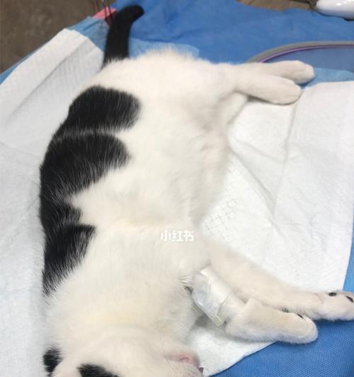 治疗猫咪乳腺肿瘤的费用与实际情况（以宠物为主的医疗支出管理）