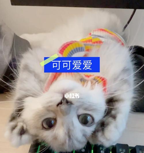 猫咪撒娇的表现与心理分析（以宠物为主的猫咪撒娇行为解读）