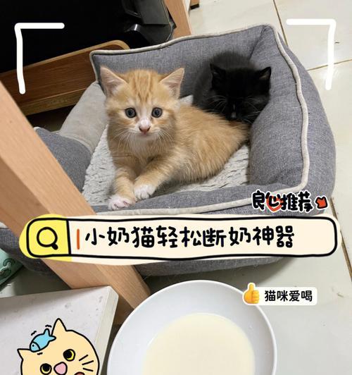 猫咪何时断奶（宠物猫咪断奶时间表及喂养注意事项）