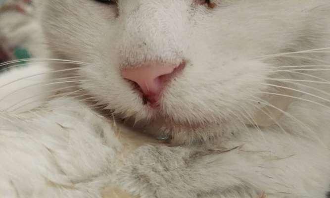 宠物猫为何舔口流水（探究猫咪舌头的神奇之处）