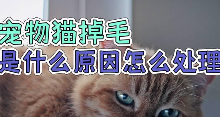 掉毛困扰猫咪（宠物毛发掉落问题解决方案）