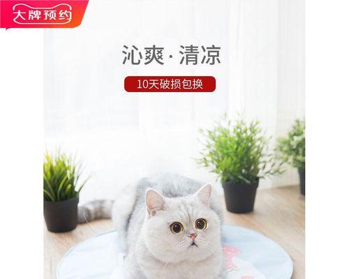 猫咪出血怎么办（宠物主人必看的急救知识）