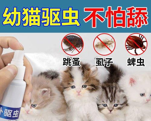 猫咪身上蜱虫危害大，如何预防和处理（了解蜱虫对猫咪的危害）