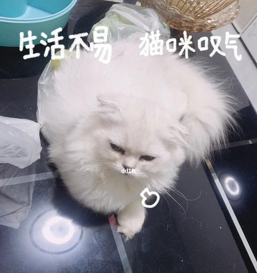 猫咪身体冰凉不吃东西，应该怎么办（宠物猫咪健康危机）