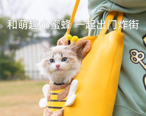 猫咪身体检查需要多长时间（宠物主人必看）