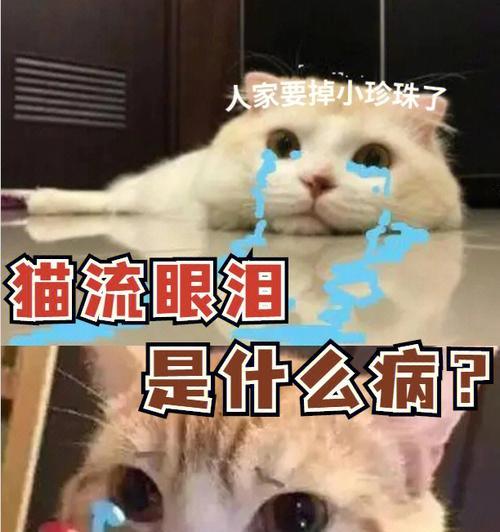 猫咪眼泪长流不止，要怎么办（照顾宠物眼睛健康）