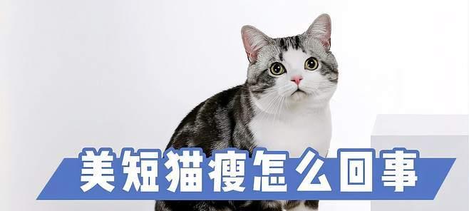 如何让宠物猫咪增重（解决身体瘦小的宠物猫咪问题）