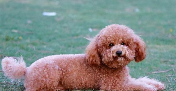 泰迪犬为什么挑食（探究泰迪犬挑食原因及解决方法）