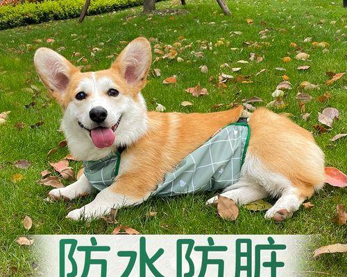 为什么小狗怕大狗（探究宠物犬之间的心理互动）