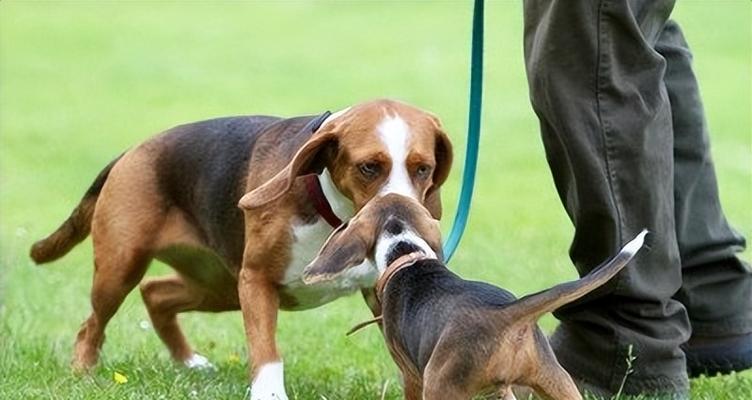 尾巴卷成圈的狗狗品种及特点（探寻这些可爱犬只的身世和习性）