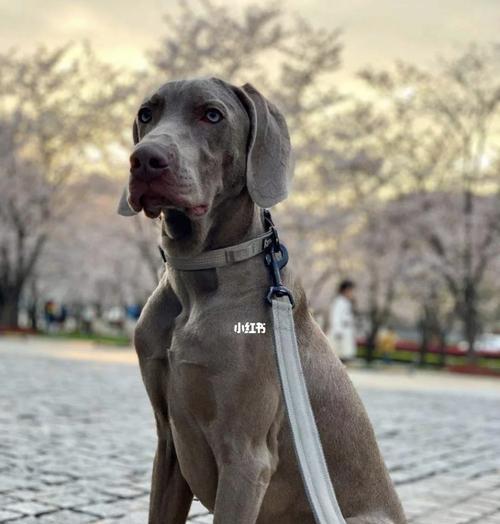 如何正确养护魏玛犬幼犬，让它成为您最忠实的朋友（从营养、训练到心理）