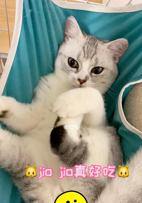 夏天的猫咪为何不爱吃（探究夏天猫咪不爱吃的原因及解决方法）