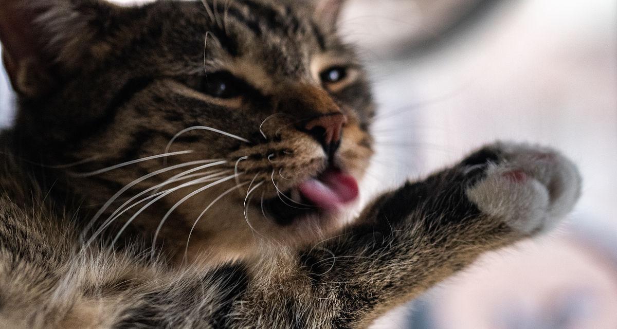 为什么夏天猫会喜欢吐舌头（探究猫咪吐舌头的原因及其在夏季的重要作用）