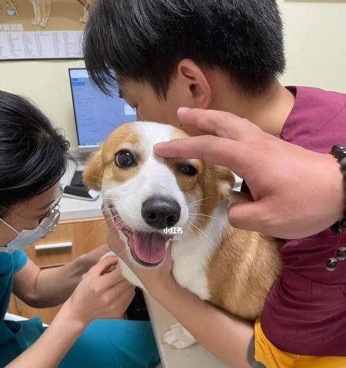 献血狗的饮食禁忌与推荐（宠物健康也在餐桌上）