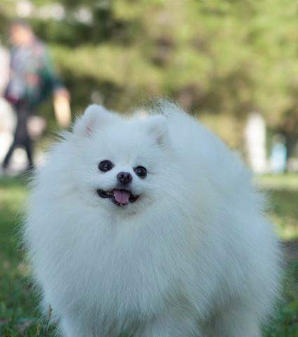 小巧可爱的迷你犬，适合城市宠物主人的最佳选择