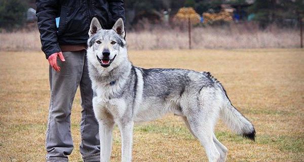 探寻哈士奇狼犬的独特魅力（以宠物为主）