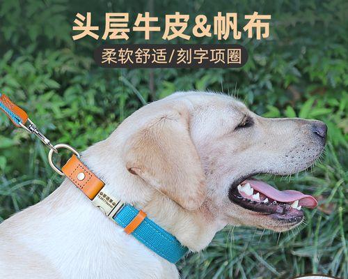 小狗被勒着脖子怎么办（宠物主人必知的救援措施）