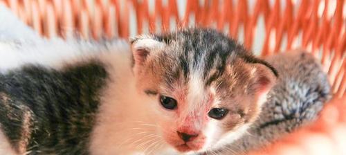 2个月小猫的营养饮食（如何为小猫提供充足的营养）