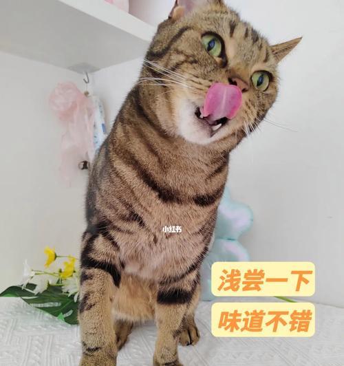 如何给3个月大的猫咪科学喂食（从猫粮的选择到喂养技巧全解析）