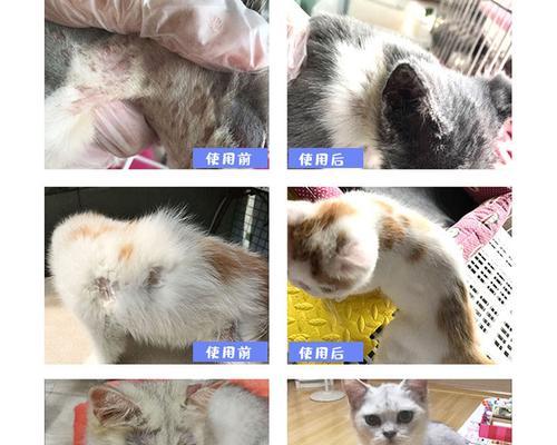 如何有效治疗被猫咪传染的猫藓（以宠物为主的猫藓治疗指南）