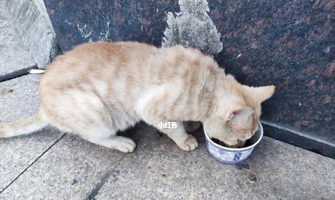 流浪猫的残忍真相（大流浪猫不止吃垃圾）